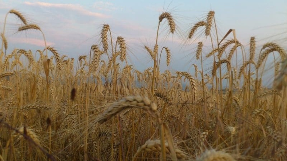Preţurile medii ale principalelor produse agricole pentru anul 2025 în judeţul Tulcea, modificate pe minus