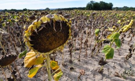 Tulcea: 7.600 de hectare de floarea-soarelui şi porumb, afectate de secetă