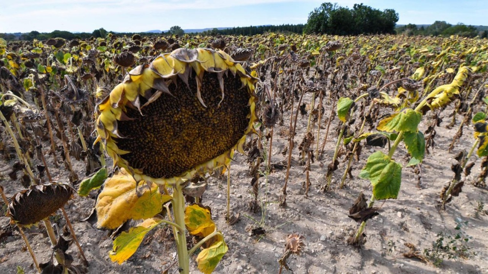 Tulcea: 7.600 de hectare de floarea-soarelui şi porumb, afectate de secetă