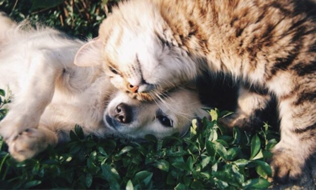 Tulcenii cu animale de companie, invitaţi la o nouă campanie de sterilizare gratuită