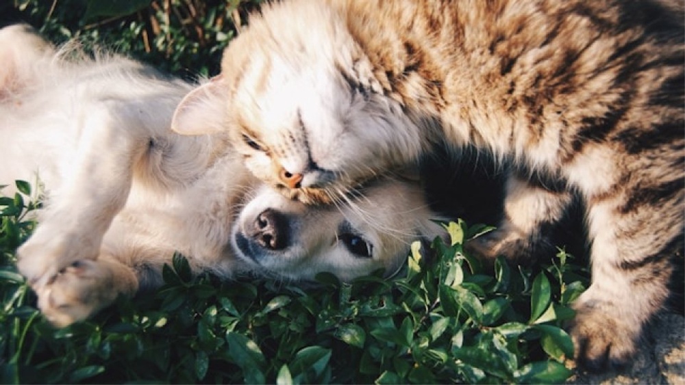 Tulcenii cu animale de companie, invitaţi la o nouă campanie de sterilizare gratuită