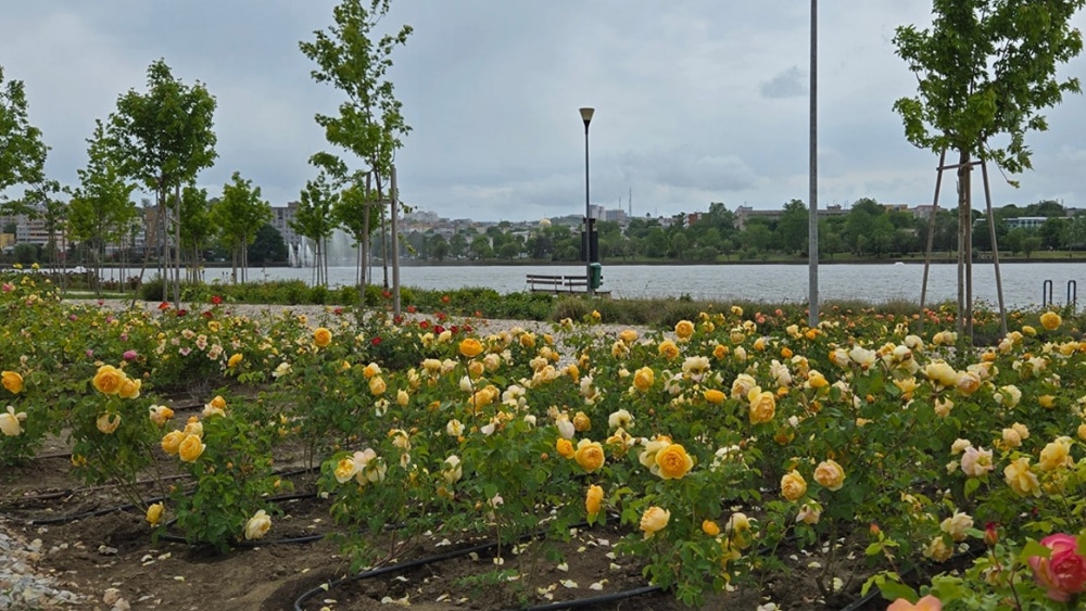 Festivalul Bloom Fest, weekendul acesta, în parcul Rosarium de pe malul lacului Ciuperca