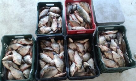 Acţiune antibraconaj pe Dunăre: 134 kg de caras şi unelte interzise, confiscate de inspectorii ARBDD Tulcea