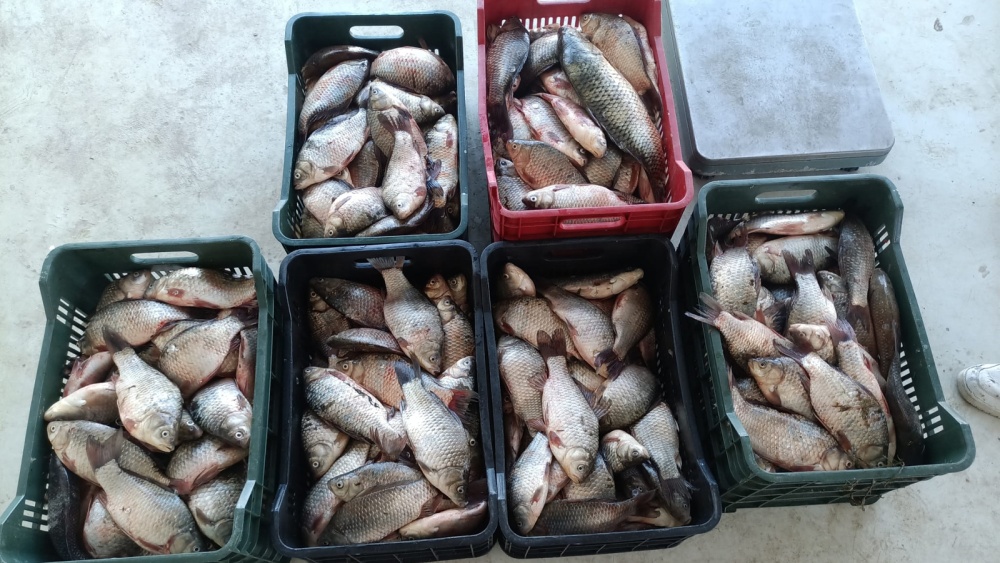 Acţiune antibraconaj pe Dunăre: 134 kg de caras şi unelte interzise, confiscate de inspectorii ARBDD Tulcea