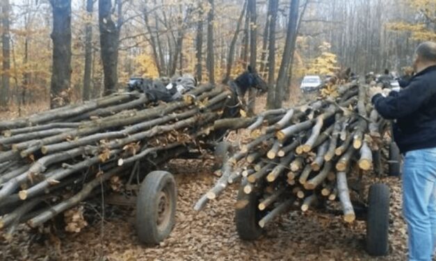 Bodycam-uri pentru pădurari. Ing. Anton Daniel Suciu: „Consider că este o iniţiativă foarte bună”