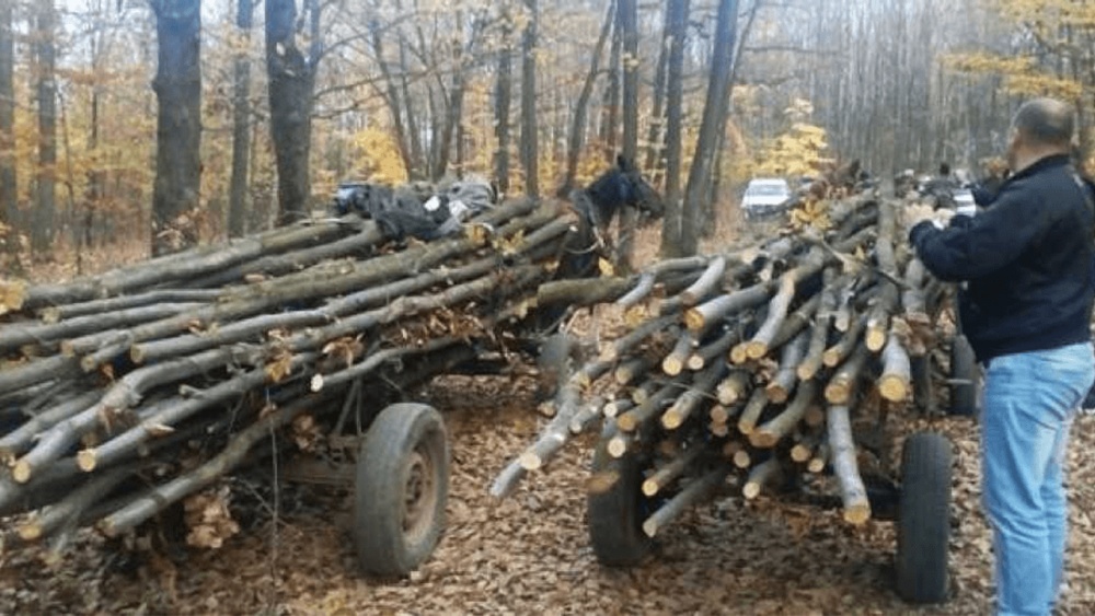 Bodycam-uri pentru pădurari. Ing. Anton Daniel Suciu: „Consider că este o iniţiativă foarte bună”