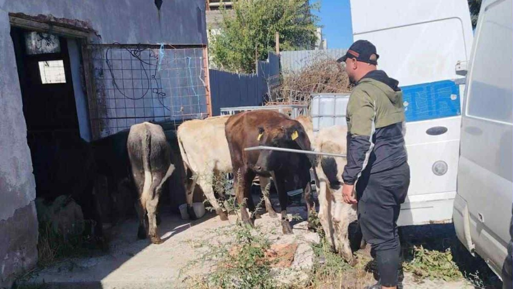 Amenzi de peste 32.000 lei pentru 13 viţei transportaţi ilegal