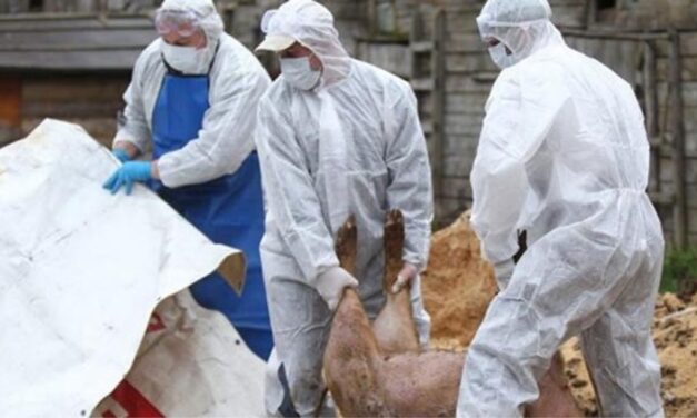 Focar de pestă porcină africană confirmat la Valea Nucarilor. Zece animale au fost eutanasiate, unul găsit mort