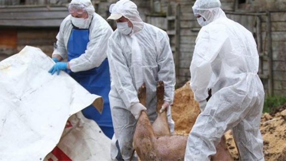 Focar de pestă porcină africană confirmat la Valea Nucarilor. Zece animale au fost eutanasiate, unul găsit mort