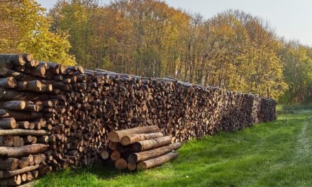 Lemnele de foc rămân în stoc la Tulcea: cerere mică, preţuri mai mari