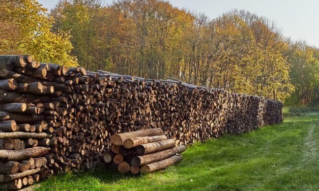 Lemnele de foc rămân în stoc la Tulcea: cerere mică, preţuri mai mari