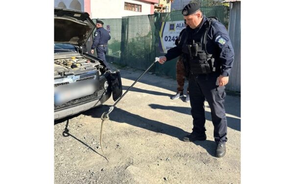 Momente de panică pentru un şofer din Tulcea – un şarpe s-a plimbat pe parbrizul maşinii sale