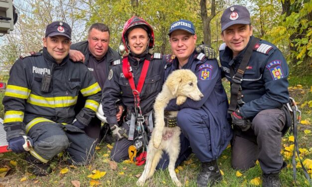 Căţeluşă salvată de pompierii tulceni dintr-o fântână adâncă de 15 metri