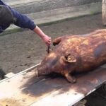Alertă într-o gospodărie din Jijila: Trichinella, depistată la porci sacrificaţi pentru Crăciun