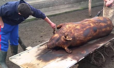 Alertă într-o gospodărie din Jijila: Trichinella, depistată la porci sacrificaţi pentru Crăciun