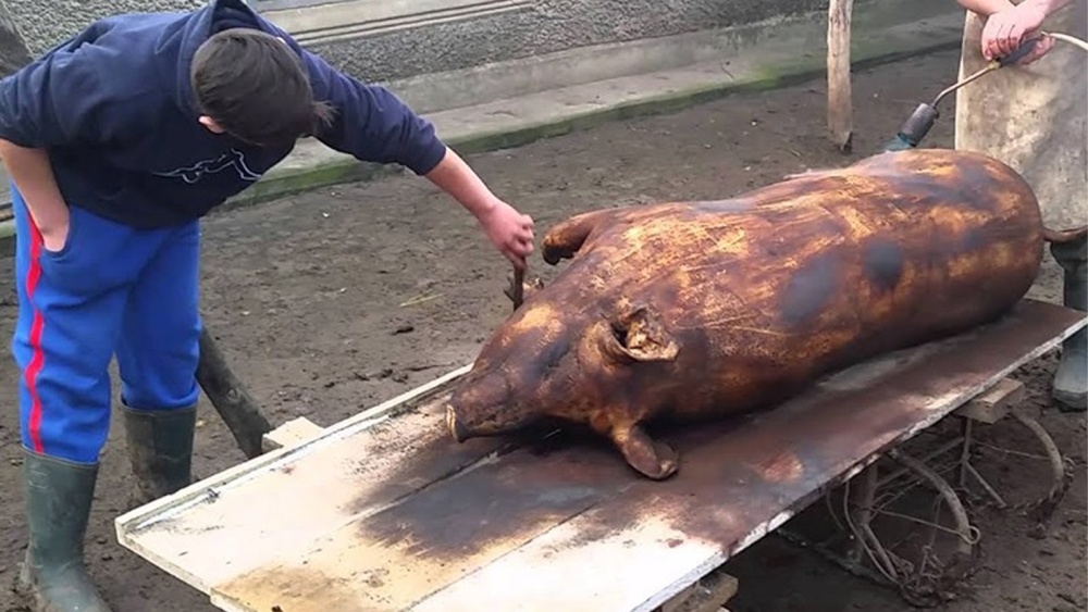 Alertă într-o gospodărie din Jijila: Trichinella, depistată la porci sacrificaţi pentru Crăciun