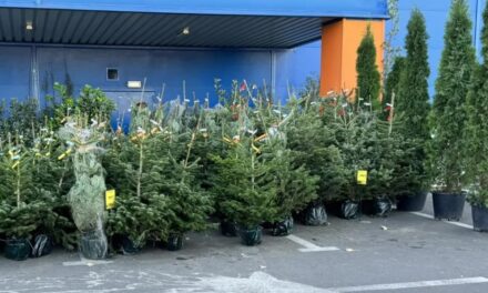 Brazii naturali de Crăciun, preţuri între 38 şi 358 lei la Tulcea