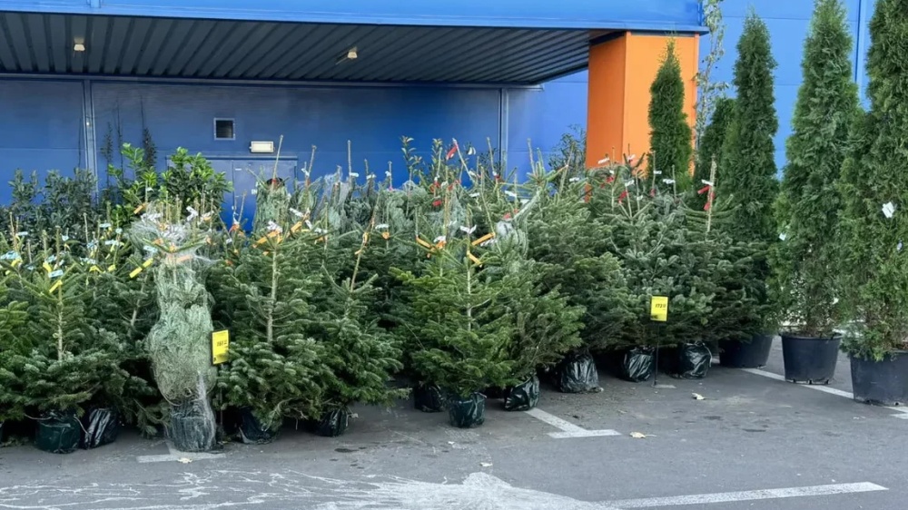 Brazii naturali de Crăciun, preţuri între 38 şi 358 lei la Tulcea