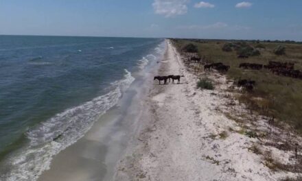 Afaceri ilegale în Delta Dunării. Statul vrea să recupereze terenuri din Murighiol, Sfântu Gheorghe şi Sulina