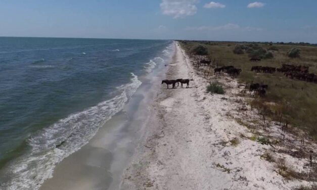 Afaceri ilegale în Delta Dunării. Statul vrea să recupereze terenuri din Murighiol, Sfântu Gheorghe şi Sulina