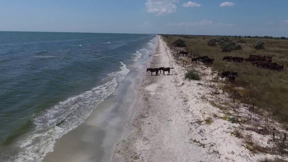 Afaceri ilegale în Delta Dunării. Statul vrea să recupereze terenuri din Murighiol, Sfântu Gheorghe şi Sulina