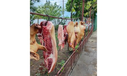 Tulcenii îşi scot porcii la vânzare pe internet, atât în viu cât şi tranşat