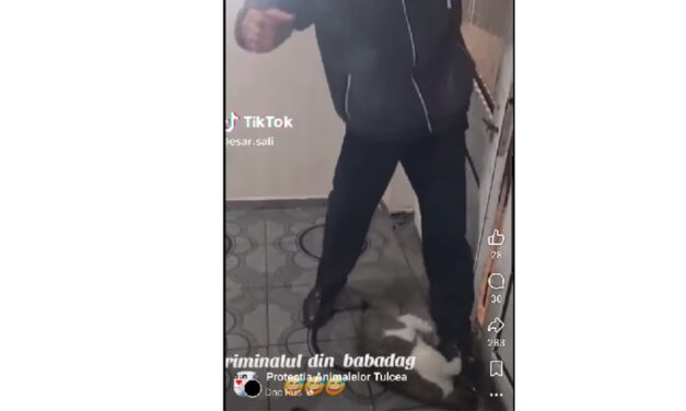 Bărbat din Babadag cercetat pentru maltratarea unei pisici