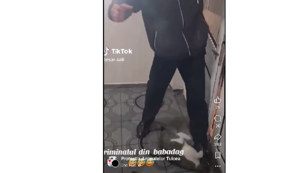 Bărbat din Babadag cercetat pentru maltratarea unei pisici