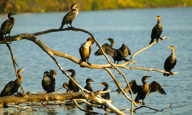 Cormoranii din Delta Dunării consumă zilnic peste 10 tone de peşte. Autorităţile, chemate să-i rărească