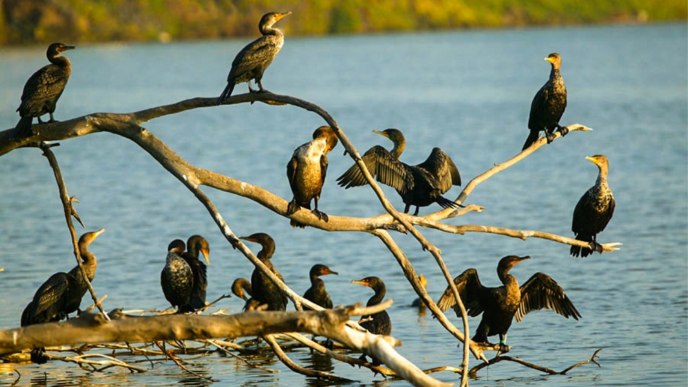 Cormoranii din Delta Dunării consumă zilnic peste 10 tone de peşte. Autorităţile, chemate să-i rărească