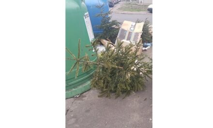 Servicii Publice Tulcea colectează brazii de Crăciun naturali de la punctele de colectare din cartiere