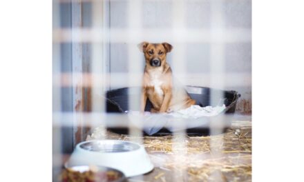 Maidanezii, o afacere profitabilă pentru unii. Primăria Tulcea nu are în plan construirea unui nou adăpost de câini sau a unui centru de adopţie