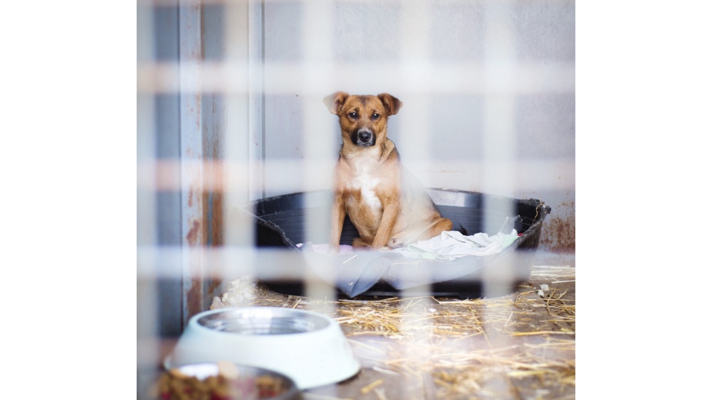 Maidanezii, o afacere profitabilă pentru unii. Primăria Tulcea nu are în plan construirea unui nou adăpost de câini sau a unui centru de adopţie