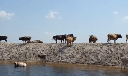 Medicina veterinară din România, în criză: Guvernul a redus de la 10.000 de lei la 5.000 de lei sumele alocate pentru cheltuielile cabinetelor