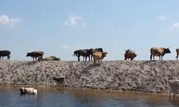 Medicina veterinară din România, în criză: Guvernul a redus de la 10.000 de lei la 5.000 de lei sumele alocate pentru cheltuielile cabinetelor