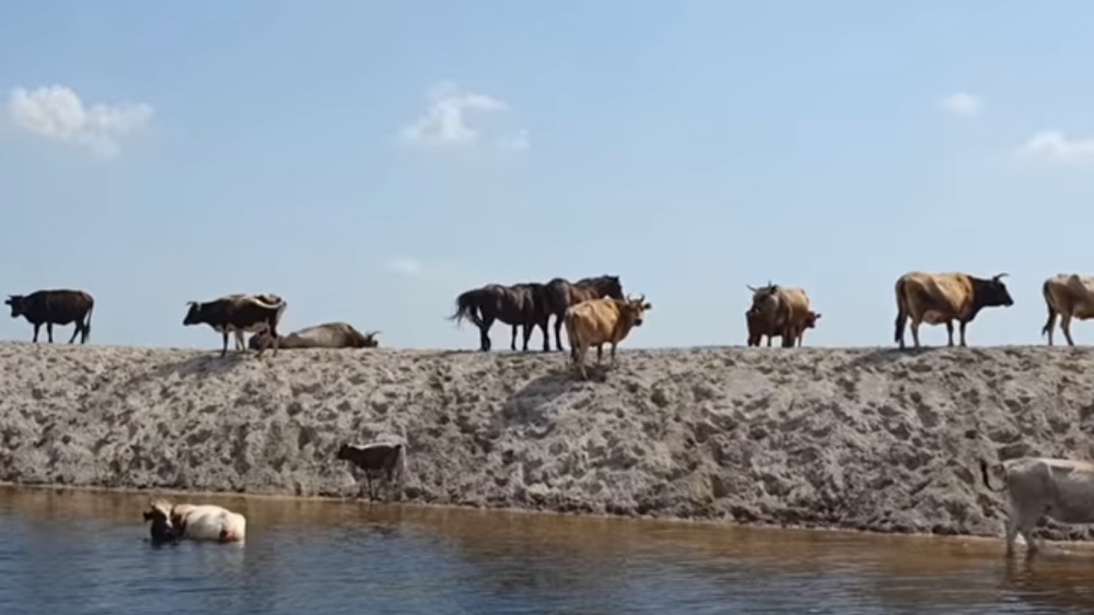 Medicina veterinară din România, în criză: Guvernul a redus de la 10.000 de lei la 5.000 de lei sumele alocate pentru cheltuielile cabinetelor