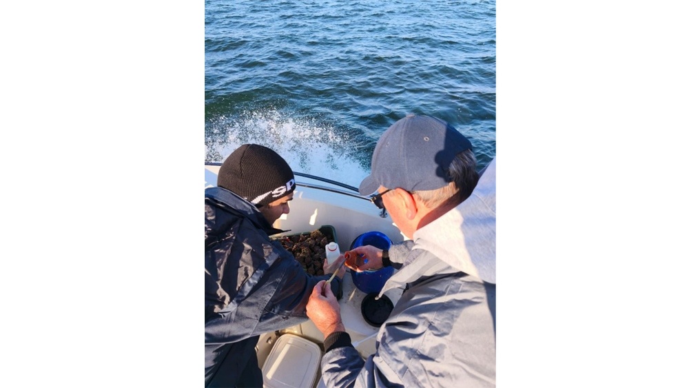 Moluştele şi rapanele din Marea Neagră, sigure pentru consum, arată analizele de laborator