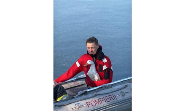 Raţă salvată de pompieri, după ce a rămas blocată pe gheaţa Lacului Ciuperca