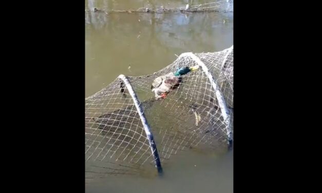 Raţă salvată de inspectorii ARBDD în ziua de Bobotează