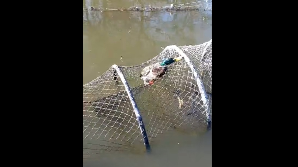 Raţă salvată de inspectorii ARBDD în ziua de Bobotează