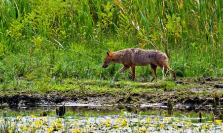 Administraţia Deltei oferă 200 de lei pe cap de şacal vânat. Sunt vizate 400 de exemplare