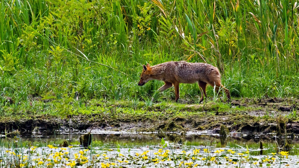 Administraţia Deltei oferă 200 de lei pe cap de şacal vânat. Sunt vizate 400 de exemplare