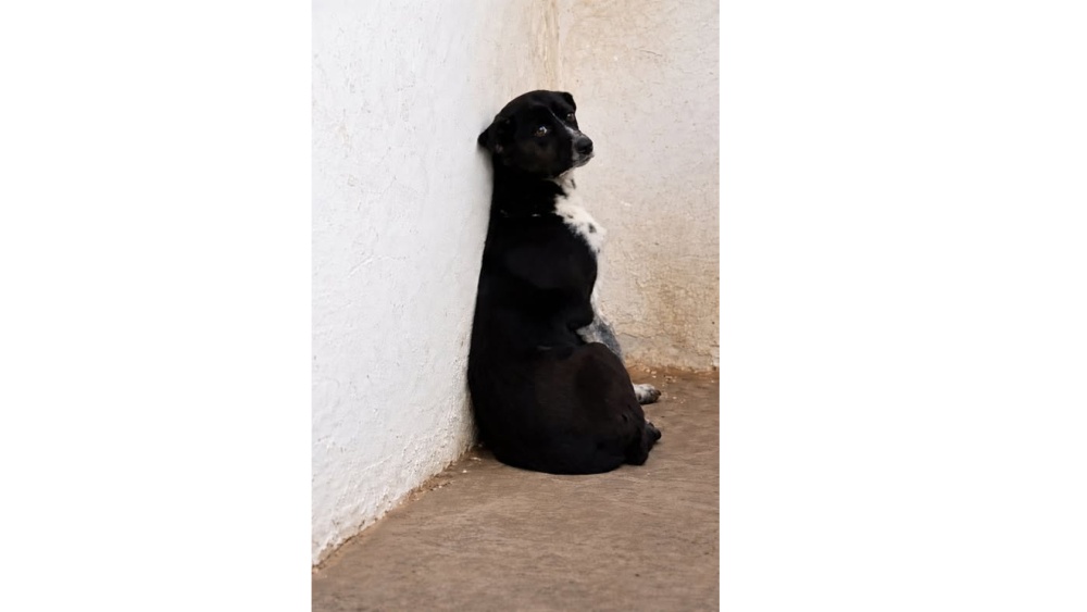 Adopţiile de animale din Tulcea, promovate printr-o pagină oficială de Facebook