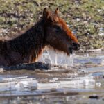 Apel pentru salvarea cailor din Delta Dunării