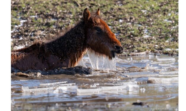 Apel pentru salvarea cailor din Delta Dunării