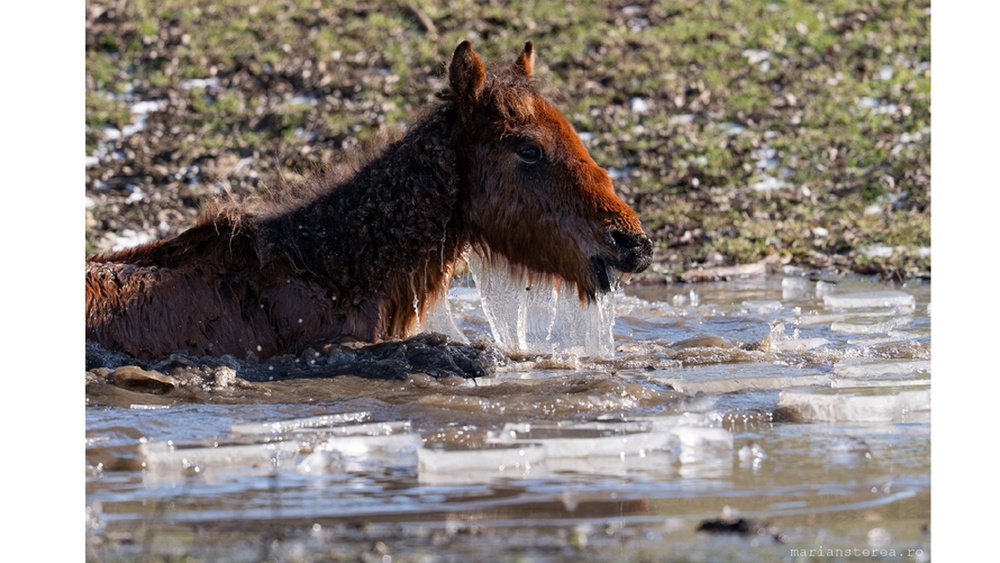 Apel pentru salvarea cailor din Delta Dunării