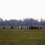 Caii din Grindul Dranov ar putea dispărea din zonă. Administraţia Deltei ia în calcul inundarea perimetrului