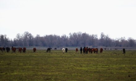 Caii din Grindul Dranov ar putea dispărea din zonă. Administraţia Deltei ia în calcul inundarea perimetrului