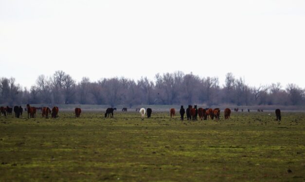 Caii din Grindul Dranov ar putea dispărea din zonă. Administraţia Deltei ia în calcul inundarea perimetrului