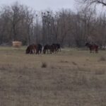 ARBDD: Caii semisălbăticiţi din Pădurea Letea şi Grindul Letea sunt în stare bună